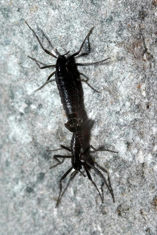 Antarctic midge, the only bug that survives year round in Antarctica