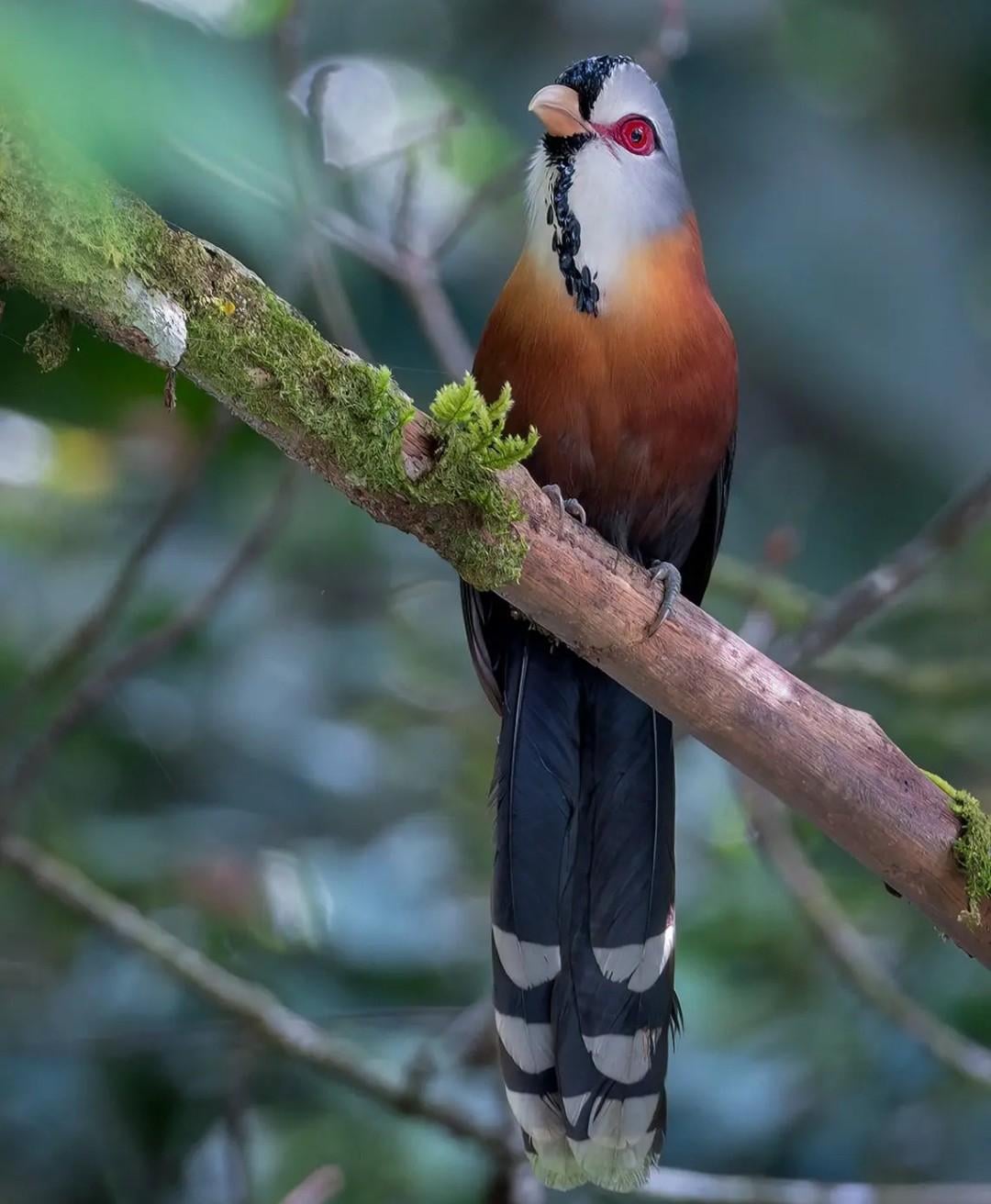 Scale-feathered malkoha
