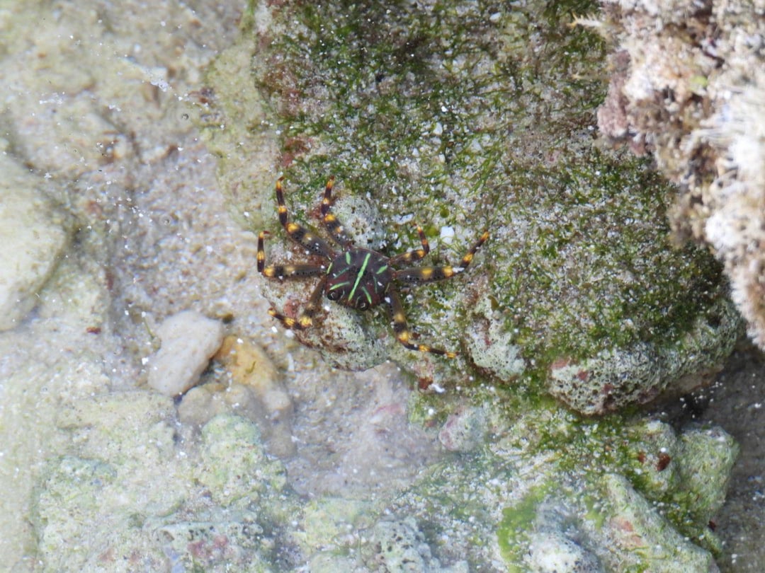 Flat rock crab