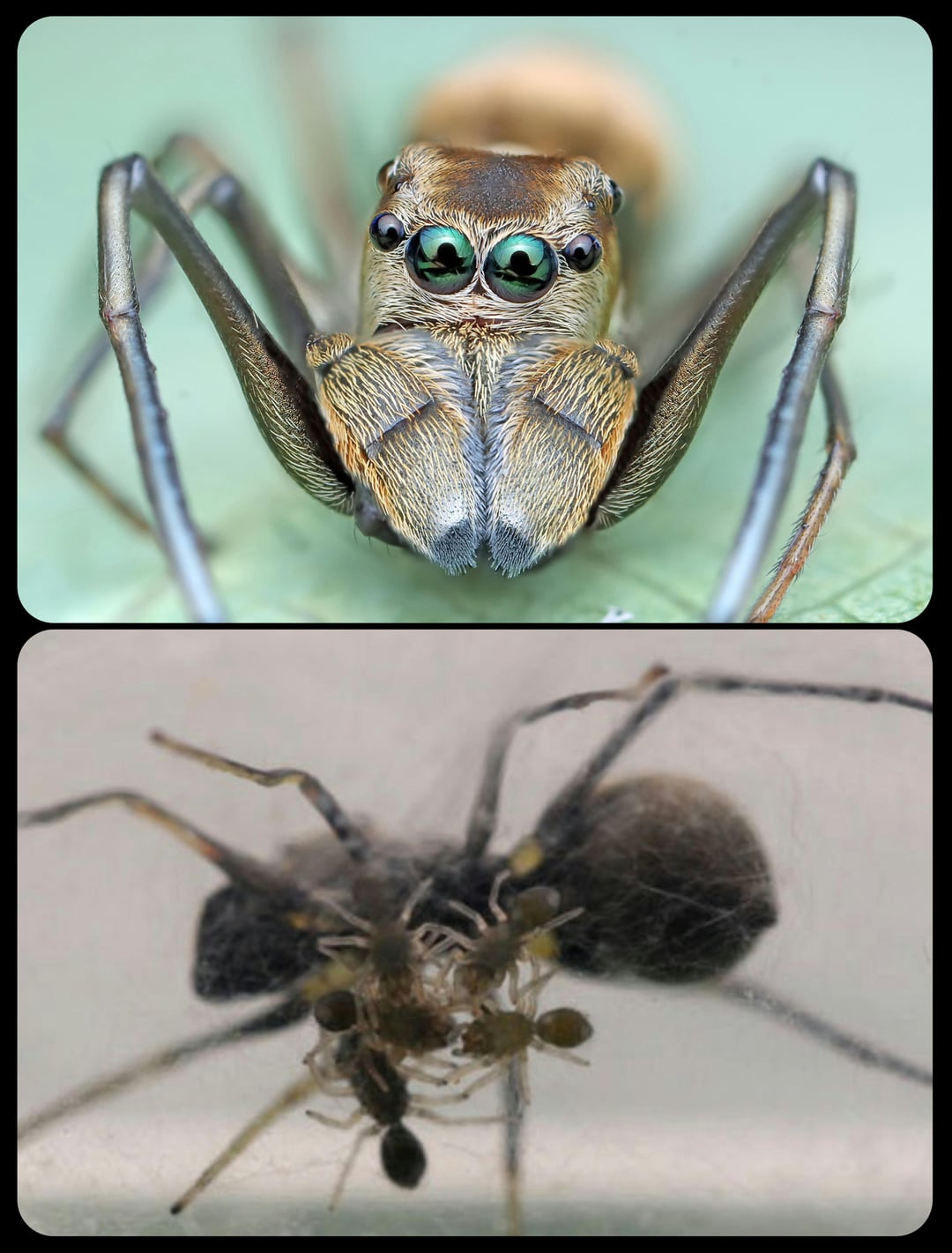 The black ant-mimicking jumper