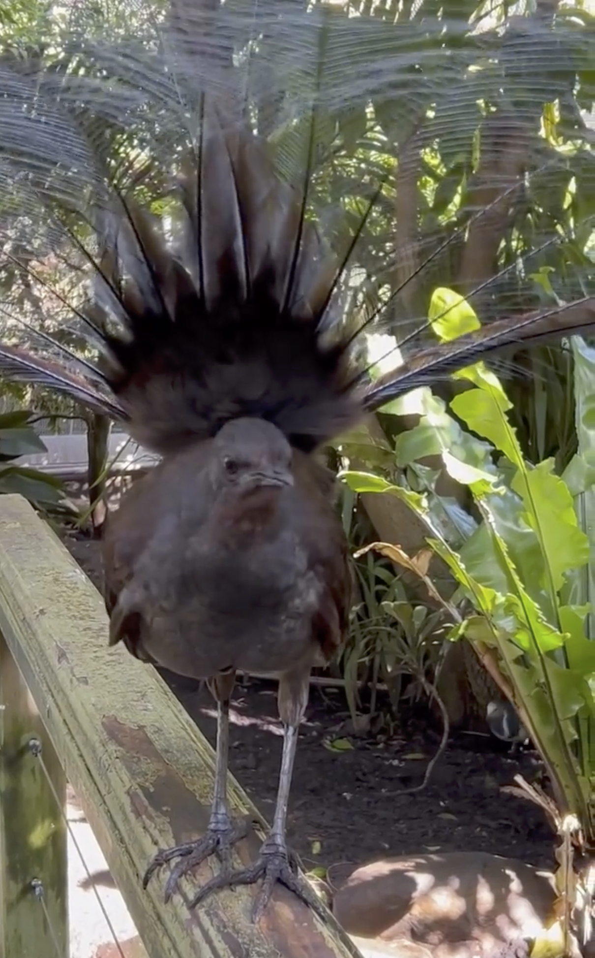 Lyrebird