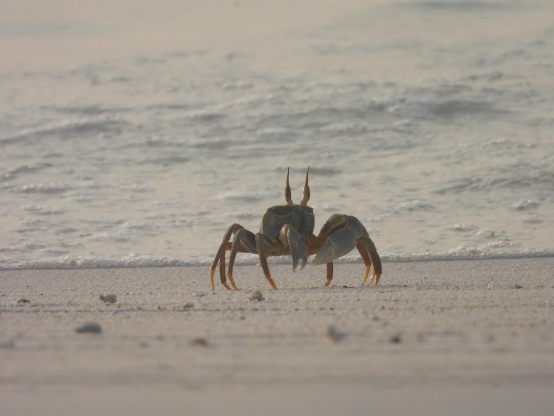 Horn-eyed ghost crab