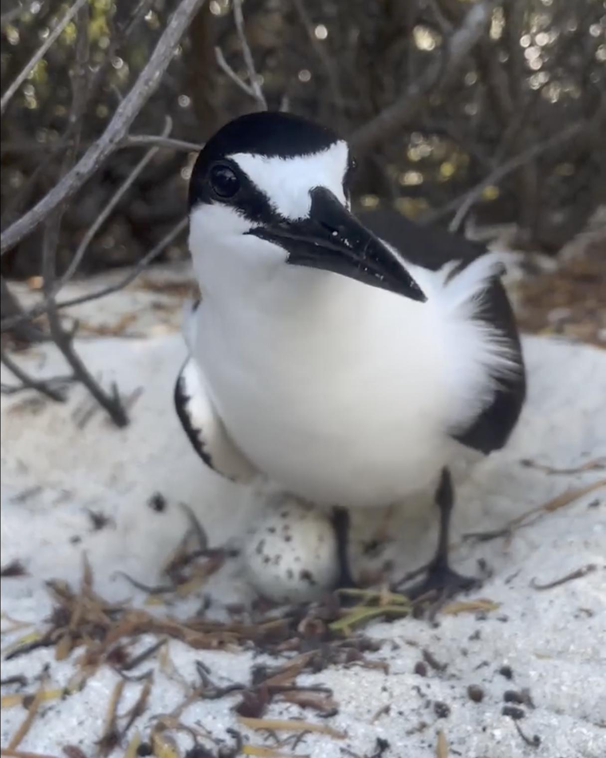 Sooty tern