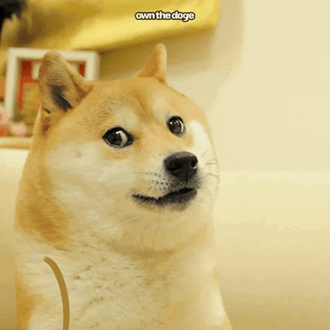 ownthedoge