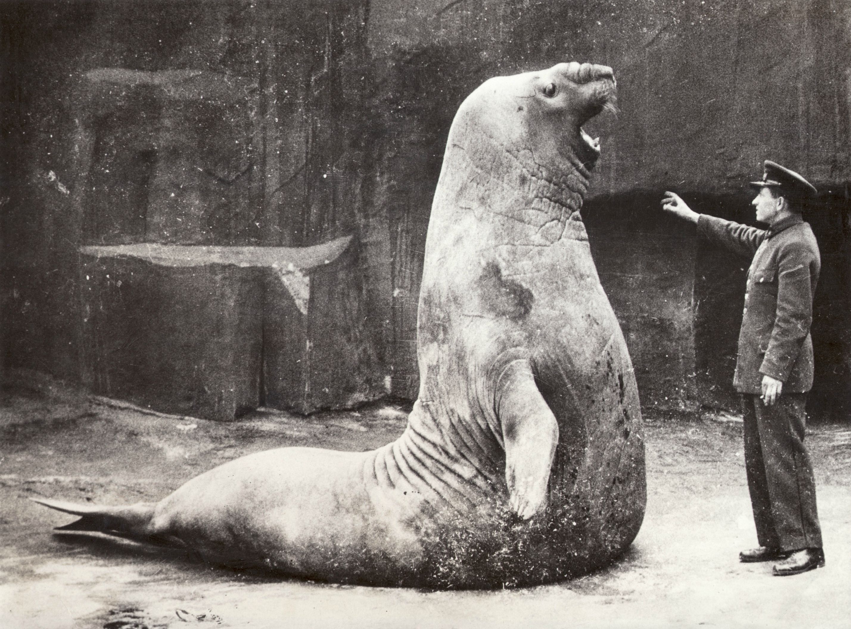 Elephant seal, 1936