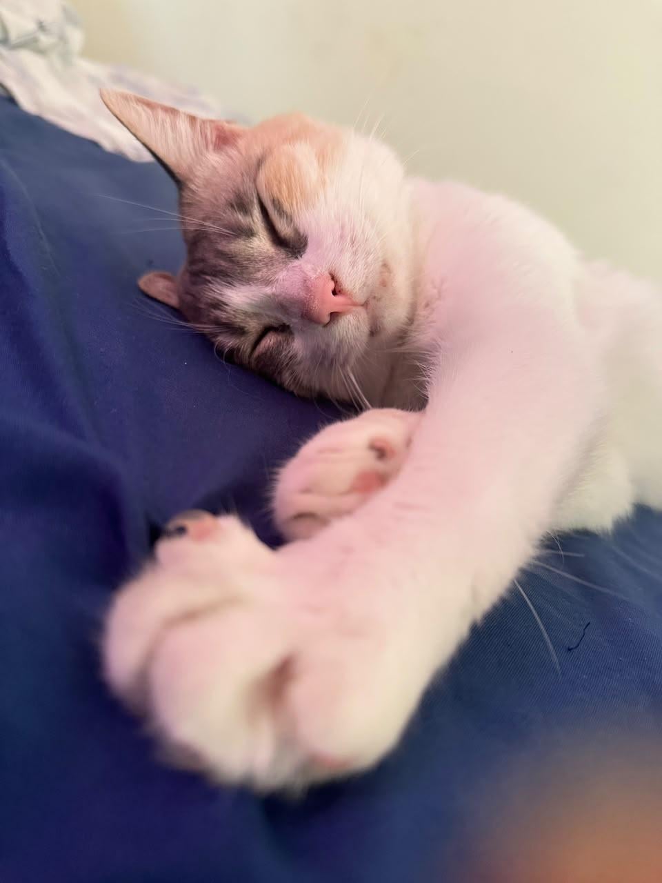 Sleeping ♥ Venus
