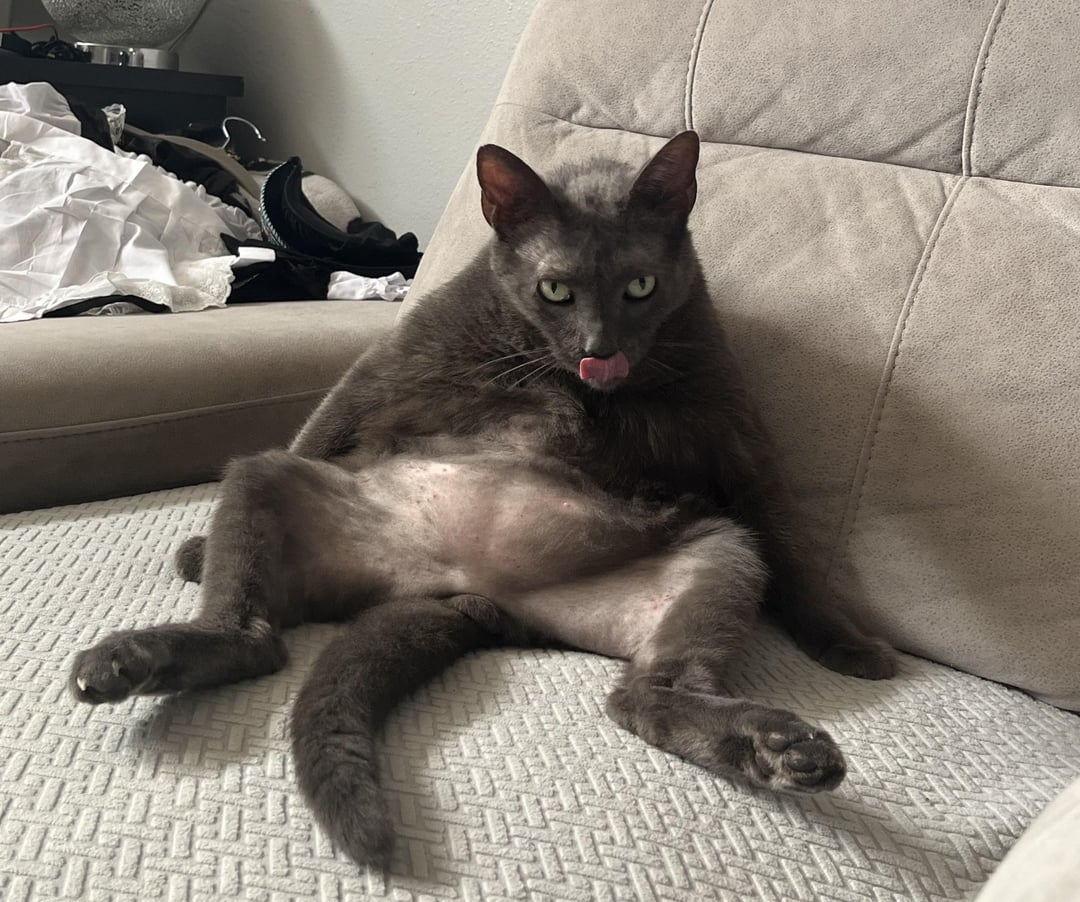 Anyone else’s cat sit like this?