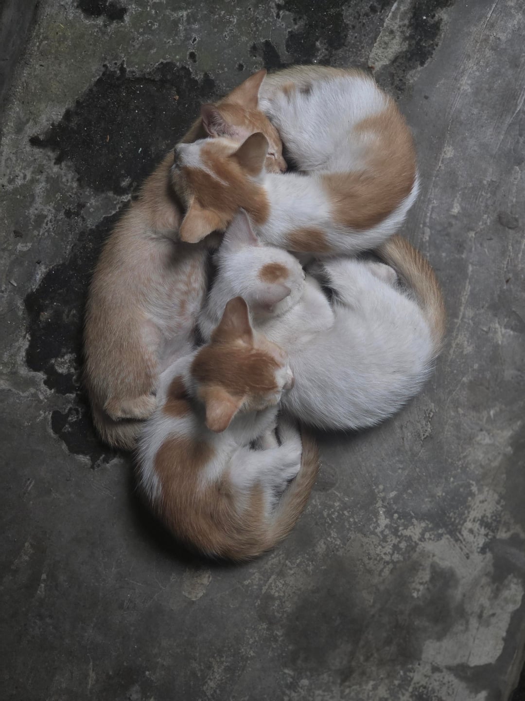 Sleepy kittens