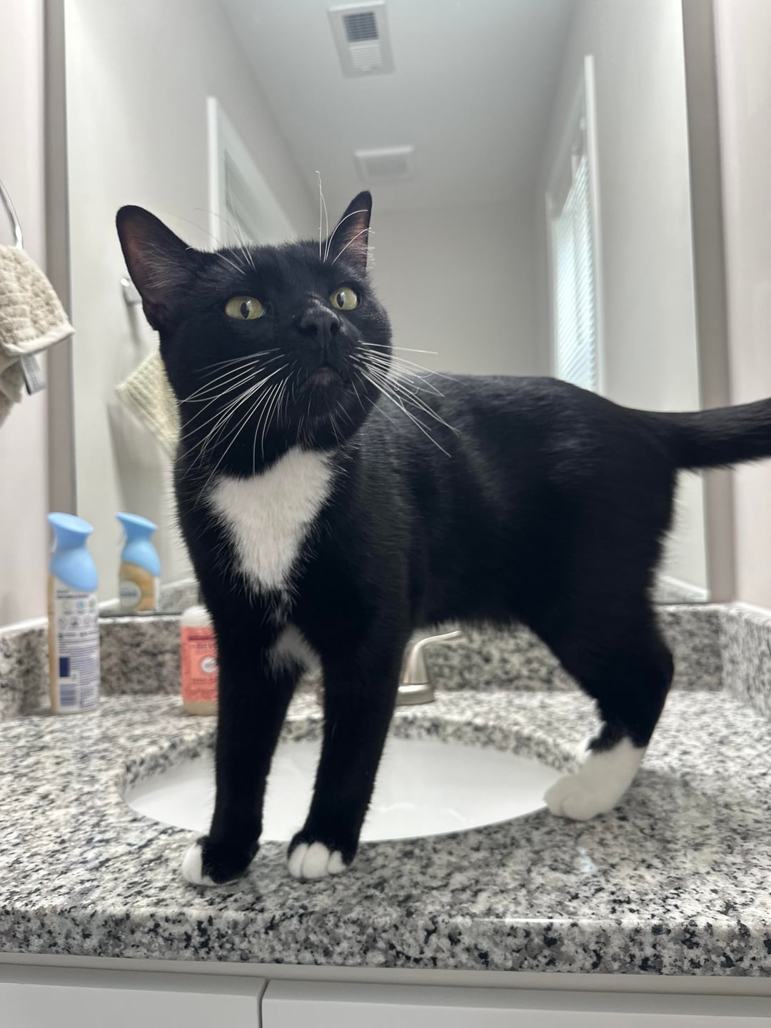 I just wanted to show off my son Mittens being himself