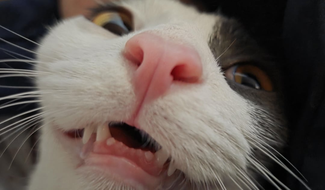 Anyone know the use of teefies? I feel like they're too small to bite anything