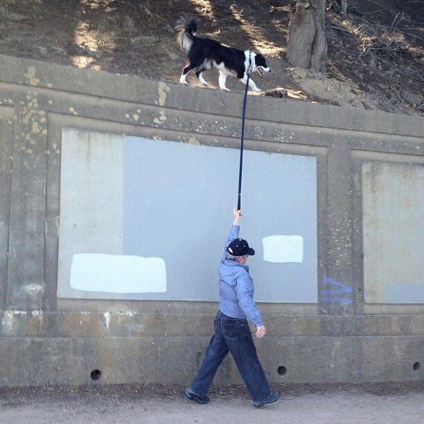 Just walking the dog