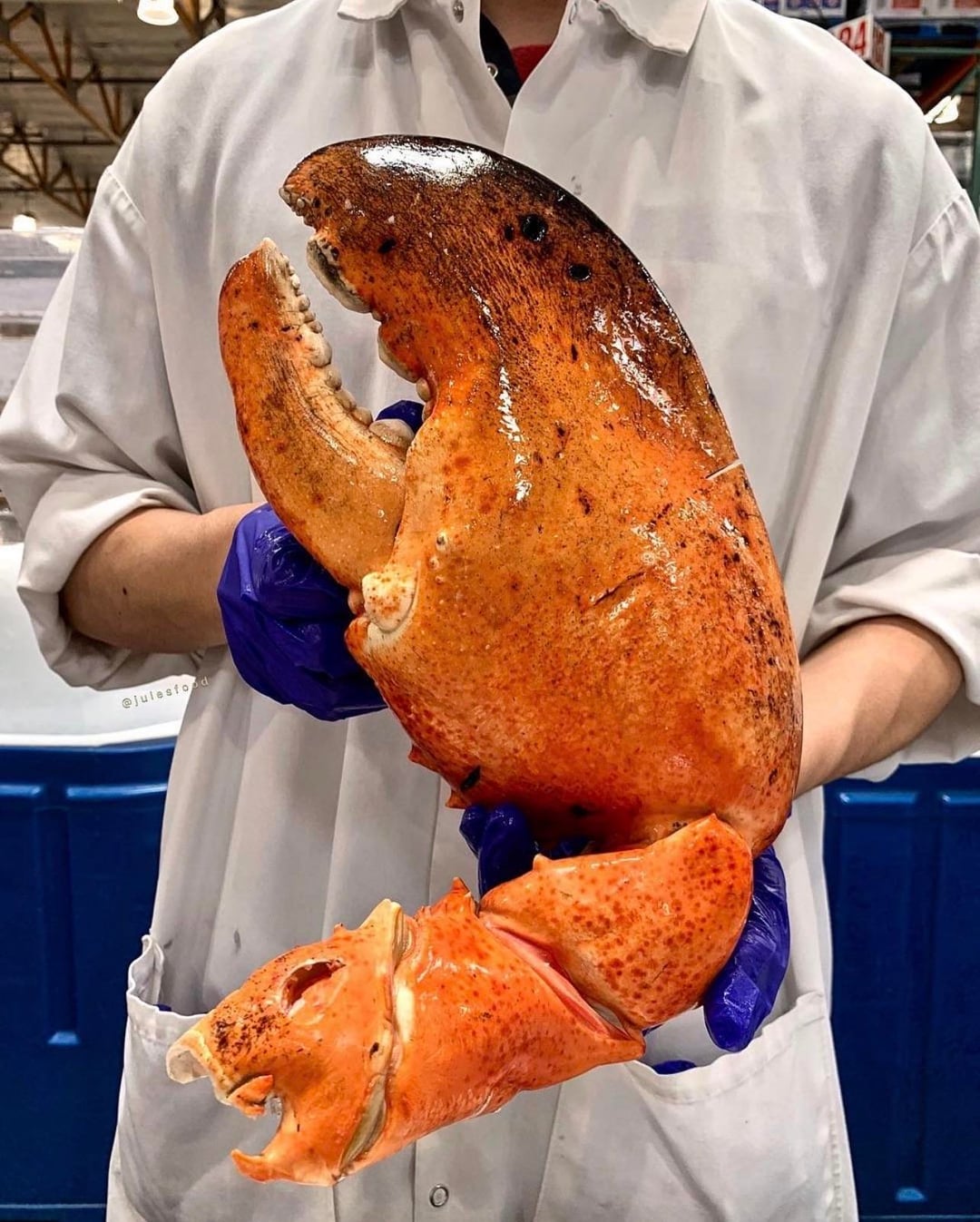 This lobster claw