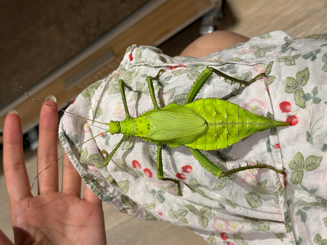This insect
