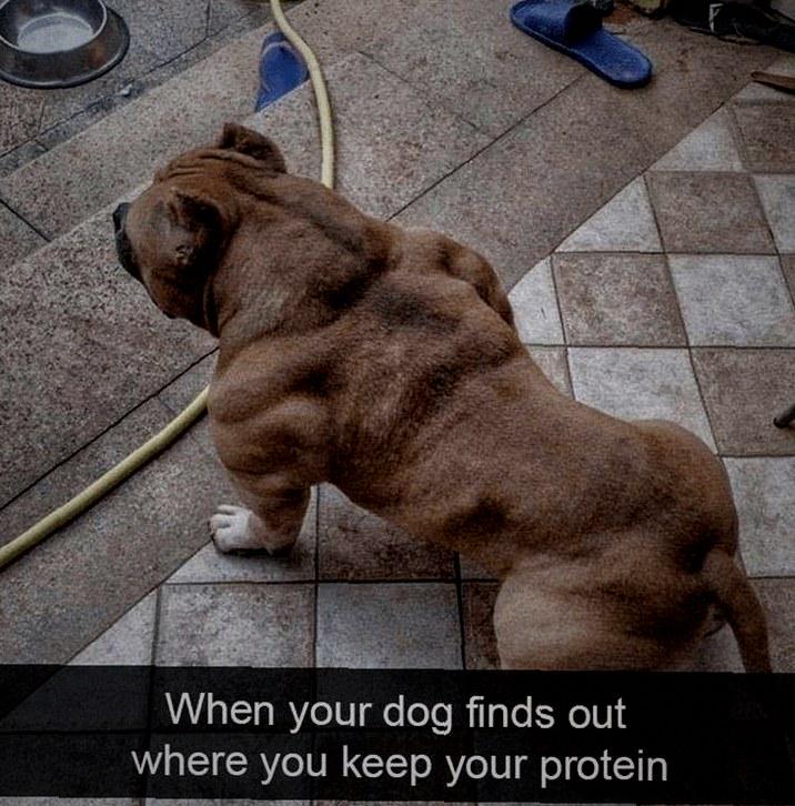 When your dog finds out where you keep your protein