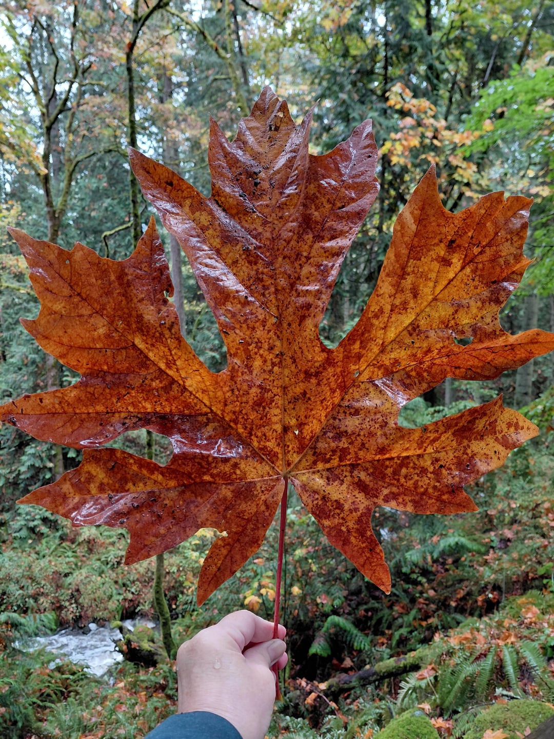 This leaf