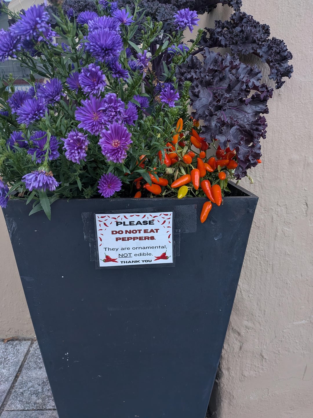 PLEASE DO NOT EAT PEPPERS. They are ornamental, NOT edible. THANK YOU