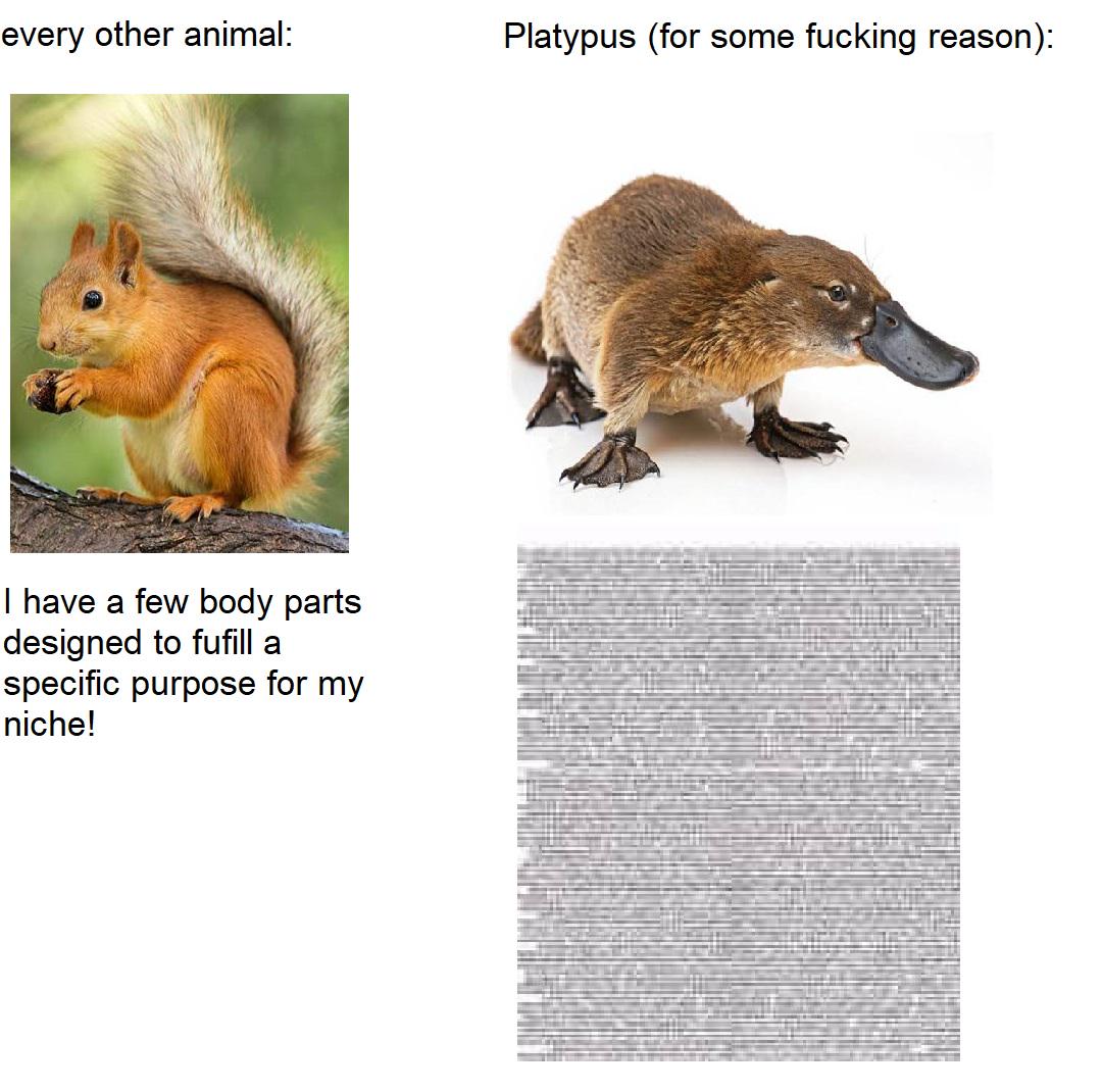 platypus be like | /r/memes | Know Your Meme