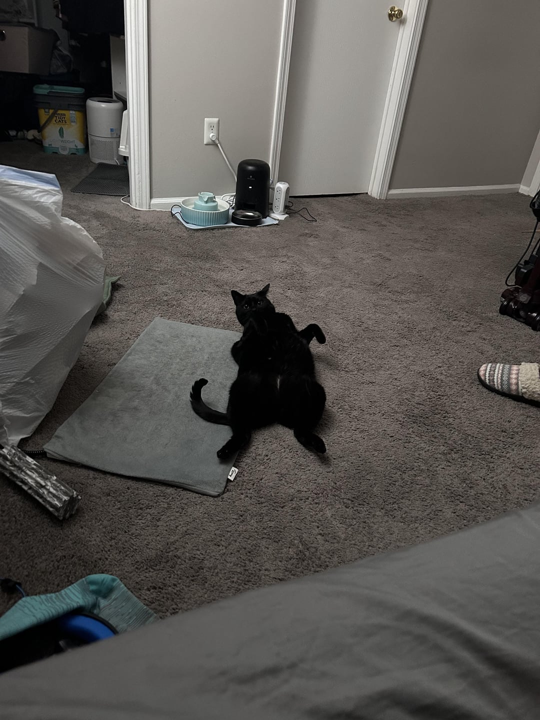 2 | Cats | Know Your Meme