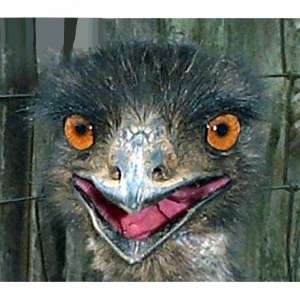 star wars emu s profile wall know your meme