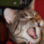 Cat_wink