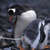 Th_penguin_poop