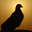 pigeonmaster77