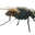 ManFly