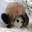 Pandabarrel