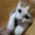 Ayame