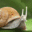 EmergencySnail