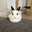 Evil Bun