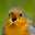 birbrightsactivist
