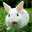 Rabbit Bunny