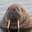 TheWalrusKing