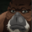 Psycotc
