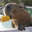 capybara