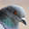 Dave Lylia "Pigeon"