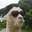 LlamaSushi