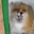 Meme fox
