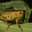 grasshopper