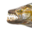 TigerGoat